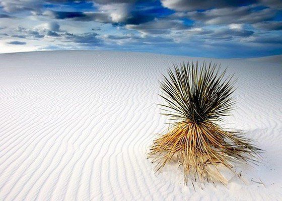 Life in the desert (50 photos)