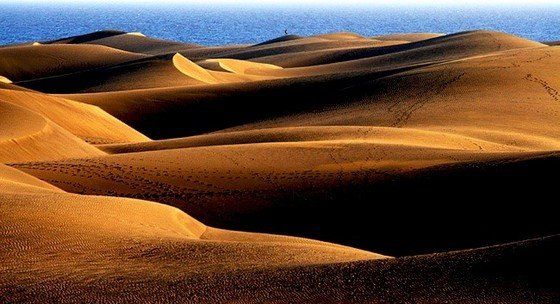Life in the desert (50 photos)