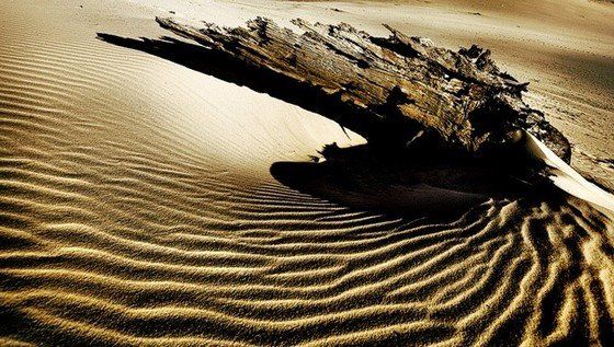 Life in the desert (50 photos)