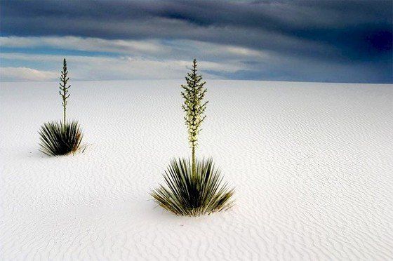 Life in the desert (50 photos)
