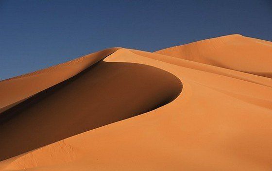 Life in the desert (50 photos)