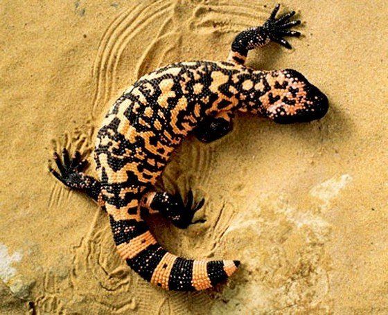 Life in the desert (50 photos)