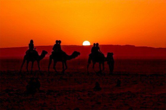 Life in the desert (50 photos)