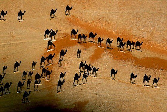 Life in the desert (50 photos)