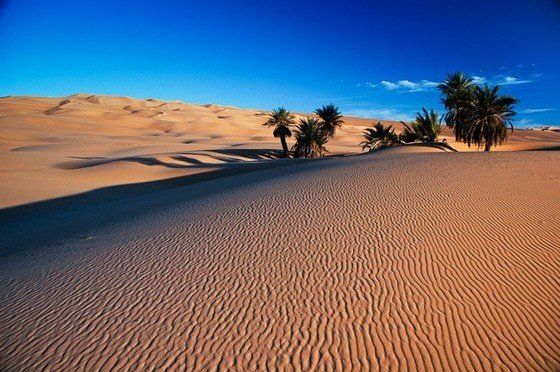 Life in the desert (50 photos)