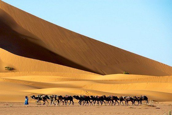 Life in the desert (50 photos)