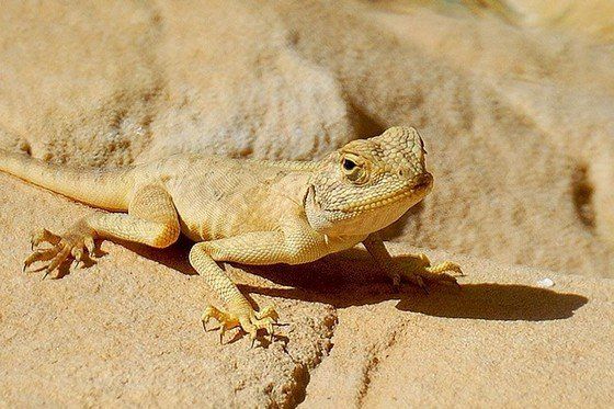 Life in the desert (50 photos)