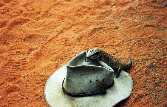 Life in the desert (50 photos)
