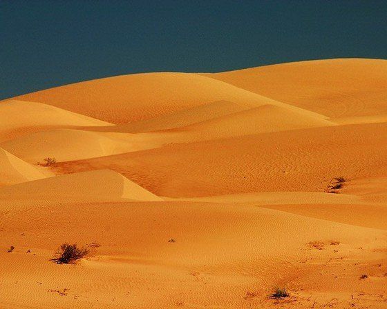 Life in the desert (50 photos)