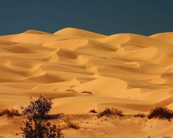 Life in the desert (50 photos)