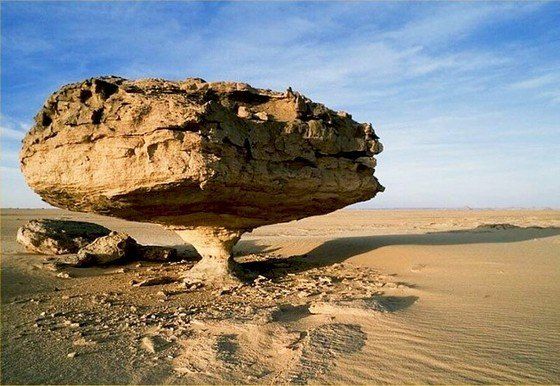 Life in the desert (50 photos)