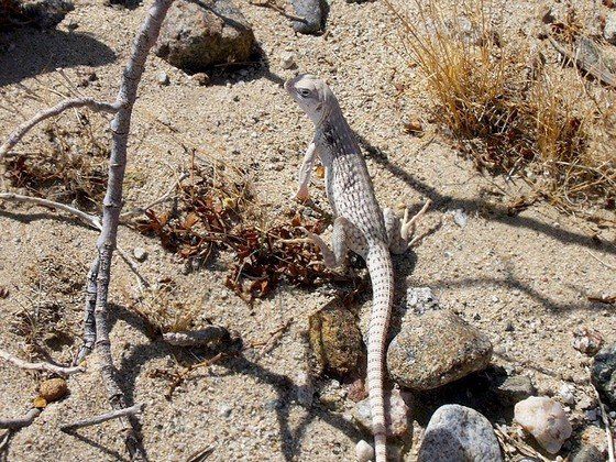 Life in the desert (50 photos)