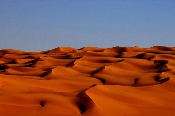 Life in the desert (50 photos)