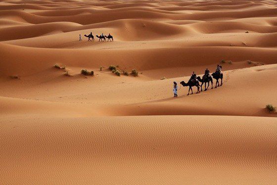 Life in the desert (50 photos)