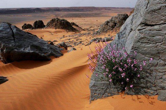Life in the desert (50 photos)