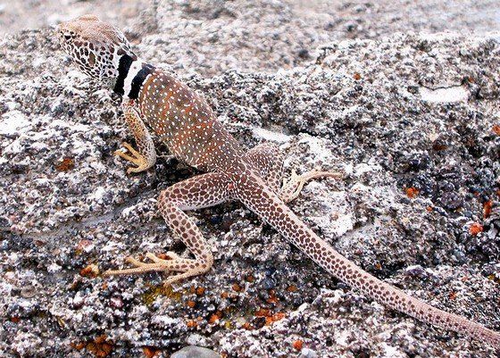 Life in the desert (50 photos)