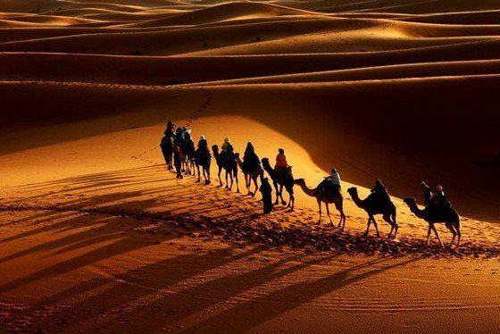 Life in the desert (50 photos)