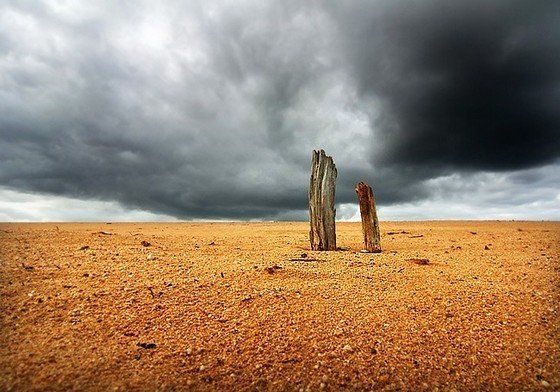 Life in the desert (50 photos)