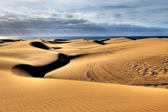 Life in the desert (50 photos)