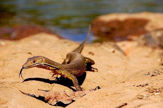 Life in the desert (50 photos)
