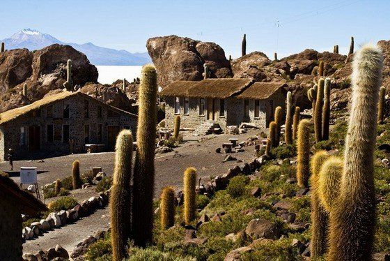Life in the desert (50 photos)