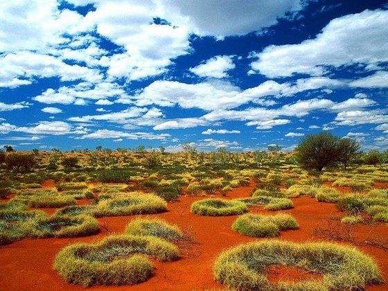 Life in the desert (50 photos)