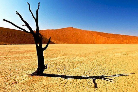 Life in the desert (50 photos)