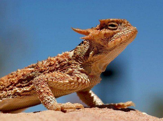 Life in the desert (50 photos)