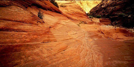 Life in the desert (50 photos)