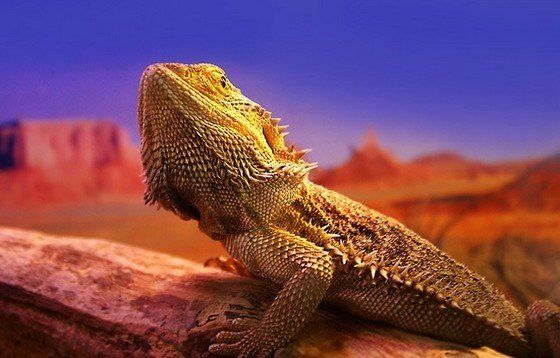 Life in the desert (50 photos)