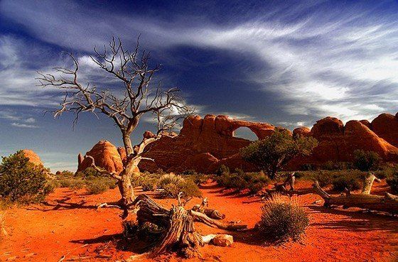 Life in the desert (50 photos)