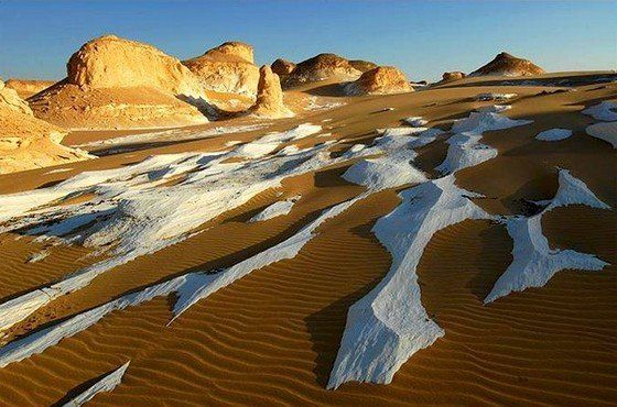 Life in the desert (50 photos)