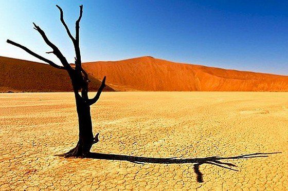 Life in the desert (50 photos)