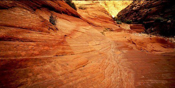 Life in the desert (50 photos)