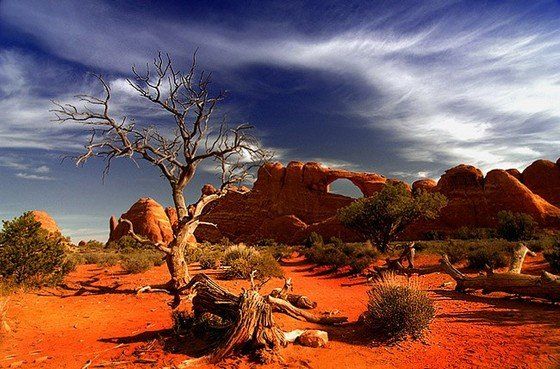 Life in the desert (50 photos)