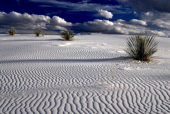 Life in the desert (50 photos)