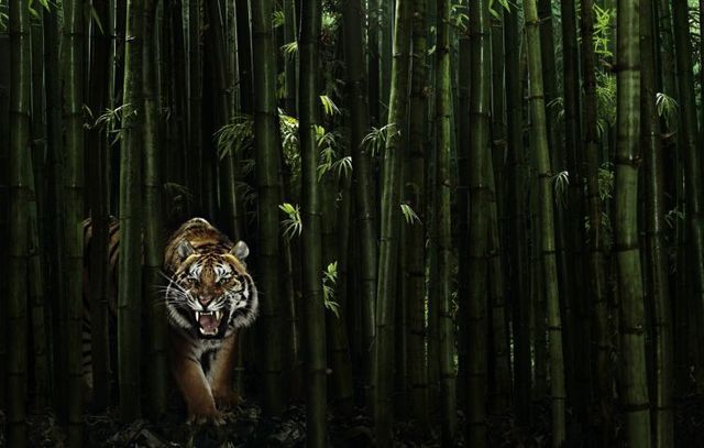 Fabulous pictures with animals from Peter Hebeisen (22 photos)