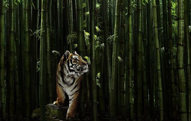 Fabulous pictures with animals from Peter Hebeisen (22 photos)