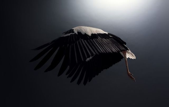 Fabulous pictures with animals from Peter Hebeisen (22 photos)