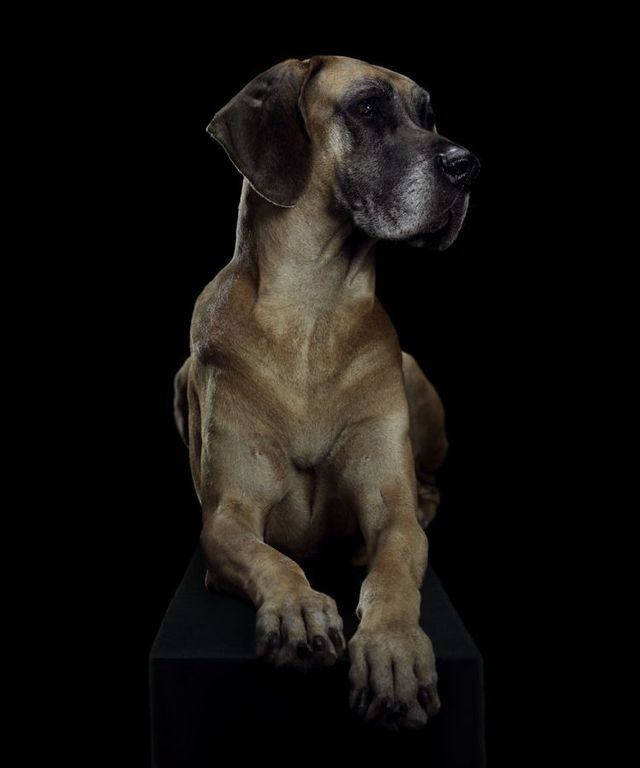 Fabulous pictures with animals from Peter Hebeisen (22 photos)