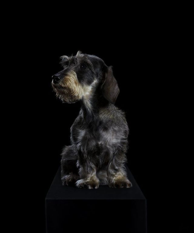 Fabulous pictures with animals from Peter Hebeisen (22 photos)