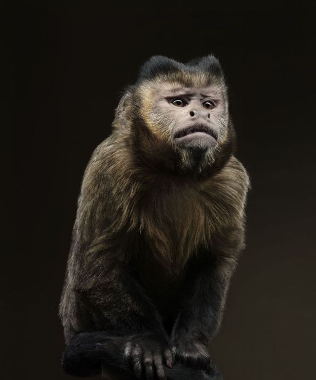 Fabulous pictures with animals from Peter Hebeisen (22 photos)