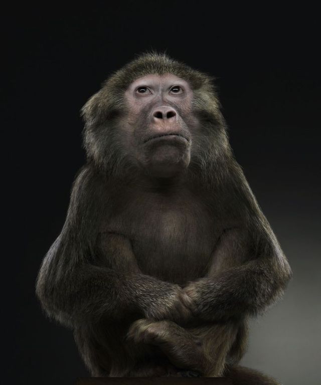 Fabulous pictures with animals from Peter Hebeisen (22 photos)