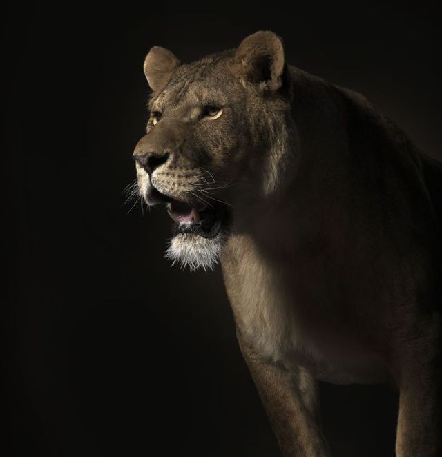 Fabulous pictures with animals from Peter Hebeisen (22 photos)