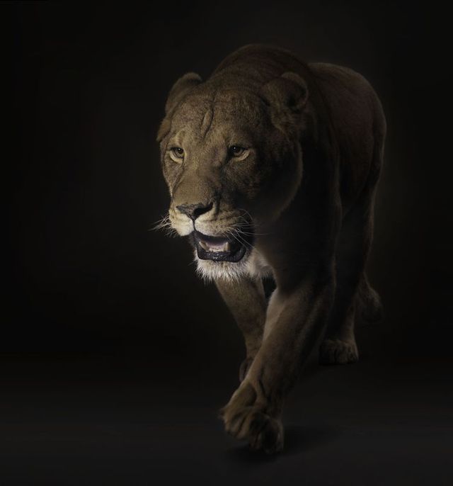 Fabulous pictures with animals from Peter Hebeisen (22 photos)