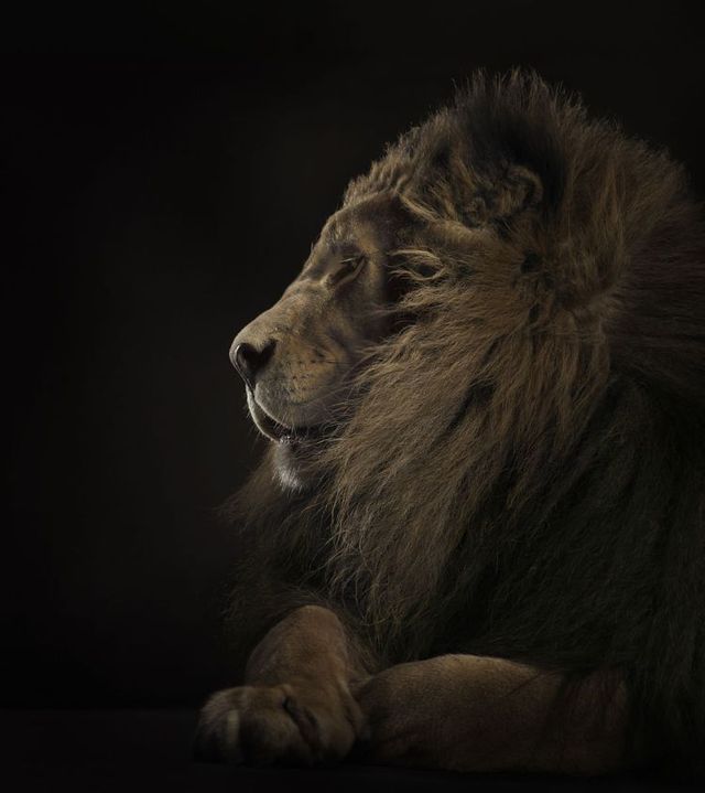 Fabulous pictures with animals from Peter Hebeisen (22 photos)
