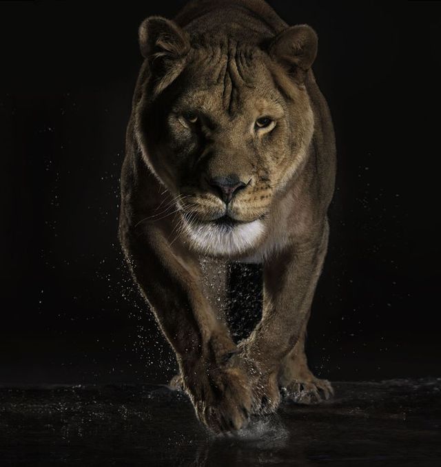 Fabulous pictures with animals from Peter Hebeisen (22 photos)