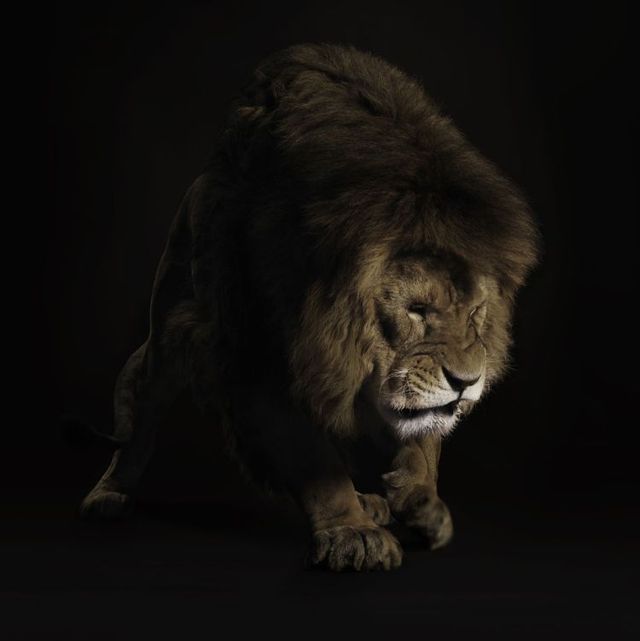 Fabulous pictures with animals from Peter Hebeisen (22 photos)
