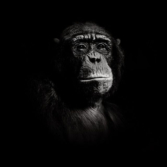 Fabulous pictures with animals from Peter Hebeisen (22 photos)