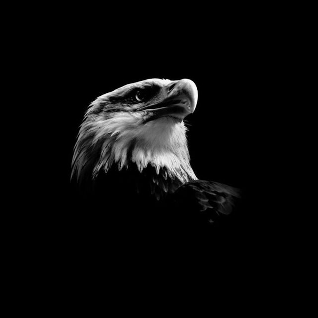Fabulous pictures with animals from Peter Hebeisen (22 photos)